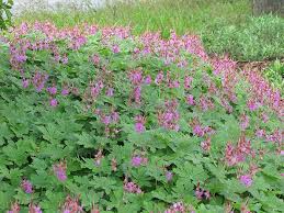 Image result for Geranium vagans