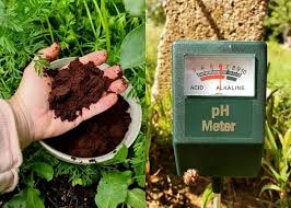 Check spelling or type a new query. Coffee Grounds For Houseplants Are They Good For Your Indoor Plants