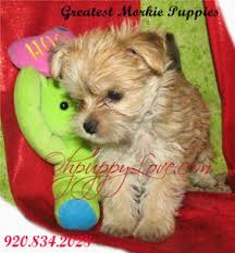Find out when we update. Designer Puppies For Sale Florida