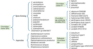 Image result for Clostridium