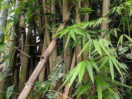 Image result for Bambusa vulgaris
