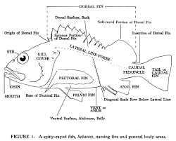 Fish Fin Anatomy Fish Illustration Printable Label Templates Marine Fish