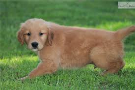 I give lots of love and i'd sure hope to get lots of it in return! Golden Retriever Puppies For Sale 200 Thika Kenya Cute Doggies And Puppies Free Images