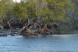 Image result for Cuviera semseii