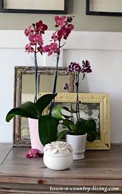 We give careful attention to every justaddice orchid and enjoy their fascinating life cycle. Yes You Too Can Grow Orchids Town Country Living