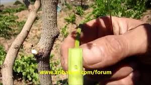 Antep Fistigi Asisi Antep Fistigi Goz Asisi Youtube