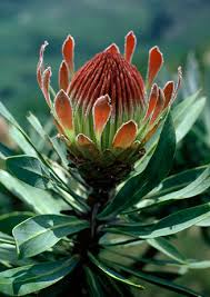 Image result for Protea rupestris