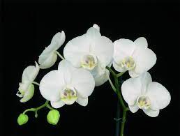 La phalaenopsis è l'orchidea più diffusa nelle case degli italiani. Phalaenopsis Cura Orchidee Phalaenopsis Cura Appartamento
