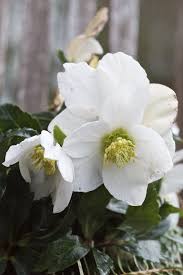Schneerose Weisse Pracht Im Januar Landkindleben Kinder Leben Rosen Pflanzen