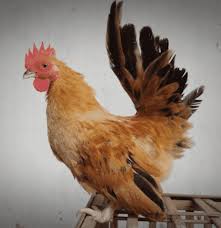 Mari menulis re cuts g amatilah gambar binatang peliharaan berikut ini! Ciri Fauna Peralihan Gambar Pengertian Batas Daerah