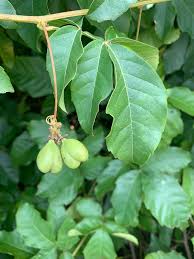 Image result for Paullinia pinnata