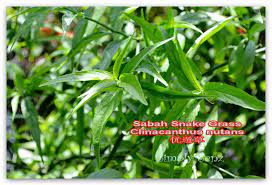 Popo started with 100 leaves of sabah snake grass today after obtaining from kuku's friend house. Simply Senz Why Sabah Why Sabah Snake Grass Clinacanthus Nutans