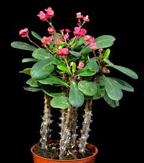The stems are brittle and succulent, with soft spines along the sides. 17 Best Flowering Succulents You Can Grow Indoors And Outdoors