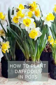 Tulips And Daffodils Can Be Planted In Pots It Is Important That The Pot Is Deep Enough And There Is A Hole In The Daffodils Planting Daffodils Planting Bulbs
