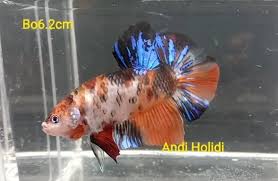 And i have failed with breeding them several times in the past. Koi Giant Betta For Sale Center Of Betta Fish For Sale