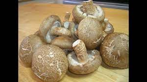 When Is It Ripe Shiitake Mushrooms Stuffed Mushrooms Shiitake Mushroom Shiitake