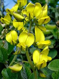 Image result for Crotalaria natalitia