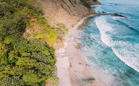 Image result for Nicolasia costata