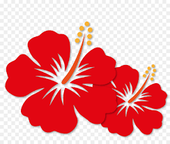 Ini dia bunga raya bunga kebanggaan kita merah putih warnanya jadi vlog tanam pokok bunga raya. Pink Flower Cartoon