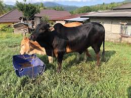 Join facebook to connect with lc hitam putih and others you may know. Lembu Murah Yg Hitam Umur 8 Bulan Hok Putih Umur Setahun Facebook