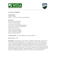 Image result for Acroceras zizanioides