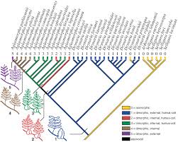 Image result for Drynaria volkensii