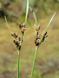 Image result for Fimbristylis dichotoma