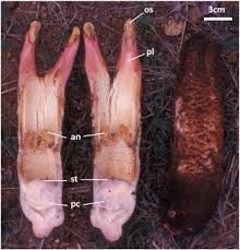 Image result for Hydnora abyssinica