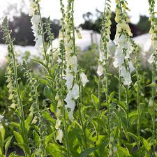 Image result for Digitalis purpurea alba/ red spots