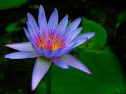 Blue Water Lily Water Lily Beautiful Flowers Flowers