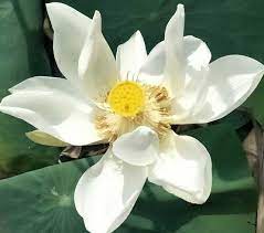 Download mp3 bunga seroja gratis, ada 20 daftar lagu bunga seroja yang bisa anda download. Bunga Seroja Bunga Lotus Seroja Flowers Lotus Flowers Blingual Steemit