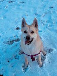 1,971 likes · 76 talking about this · 166 were here. Darwin S Natural Pet Products Shares Healthy Pet Resolutions To Start 2020 On The Right Paw Business Wire