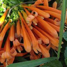 Maybe you would like to learn more about one of these? Florida Flame Flowering Tropical Vine Live Plant Prolific Bright Orange Spring Bloom Attracts Butterflies Starter 4 Inch Pot Emeralds Tm Emerald Goddess Gardens