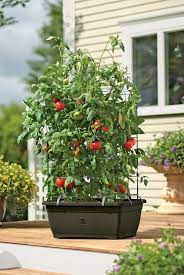 If you want to enjoy gardening without the hassle of watering every day then you have to try these diy self wicking containers. Self Watering Tomato Planters The Best Planters For A Successful Crop