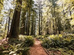 Image result for Forest Green 1994 Sonoma