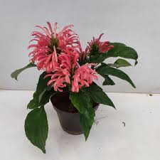 Image result for Justicia carnea