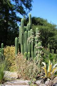 What we have done to the cactus through a vinegar acid wash to a basification with lime has made the mescaline alkaloids able. Plantfiles Pictures Achuma Aguacolla Gigant N Huachuma San Pedro Cactus Echinopsis Pachanoi By Kell San Pedro Cacti Cactus California Garden