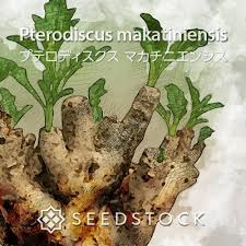 Image result for Eriospermum porphyrium