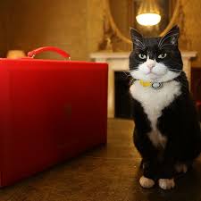Health care > new zealand > palmerston north. Palmerston Diplomog Twitter