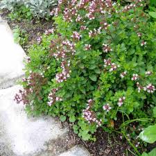 Image result for Origanum