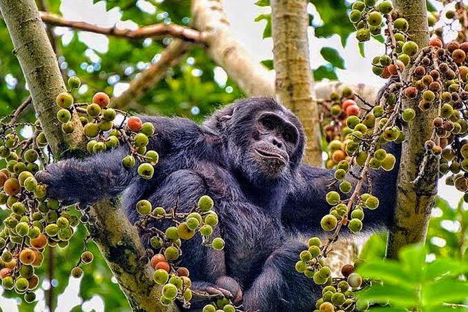 Nyungwe Forest, Rwanda, home of wild chimpanzees