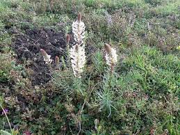 Image result for Hebenstretia angolensis