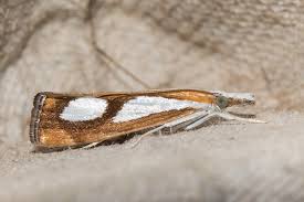 Image result for Catoptria pinella