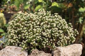 Image result for Sedum ruwenzoriense