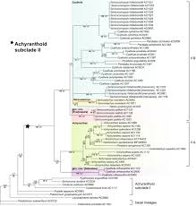 Image result for Pandiaka welwitschii