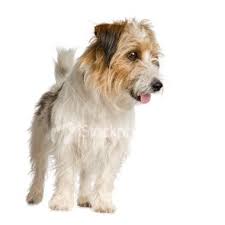 Long Haired Jack Russel Jack Russell Jack Russell Terrier Russell Terrier