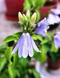 Image result for Sclerochiton apiculatus