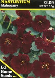 Image result for Nasturtium