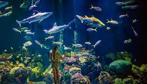 Maybe you would like to learn more about one of these? Wonders Of Wildlife National Museum Aquarium