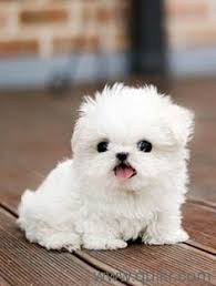 Poodle dog and puppy price in india is 50,000 to 60,000 indian rupees. Cute White Teacup Pomeranian Price In Kolkata L2sanpiero